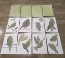 kit DIY solaire artistique cyanotype motif oiseaux