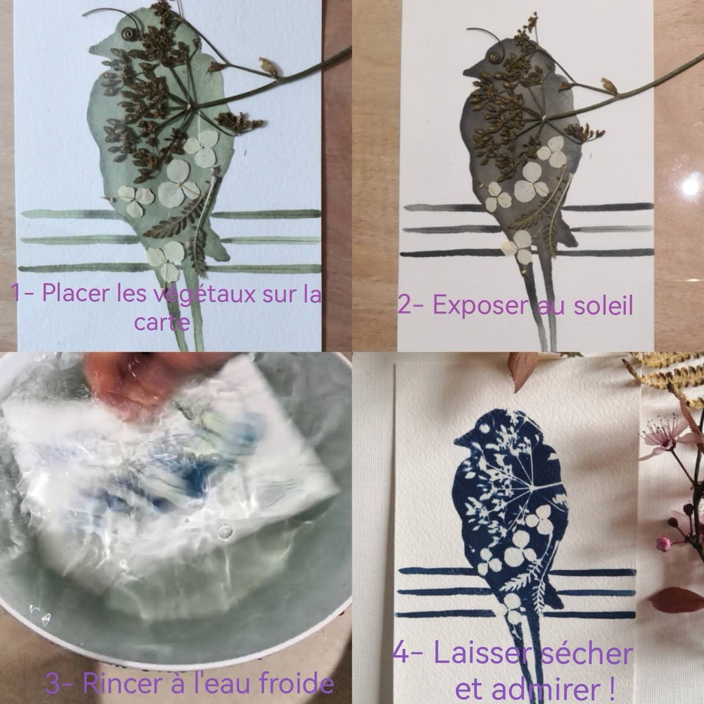 kit DIY solaire artistique cyanotype motif oiseaux