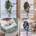 kit DIY solaire artistique cyanotype motif oiseaux