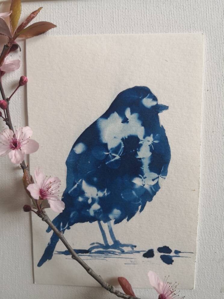 kit DIY solaire artistique cyanotype motif oiseaux