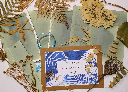 kit DIY solaire artistique cyanotype motif oiseaux